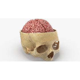 Real Human Skull Cranial 02 Cut With Brain Inside 3D